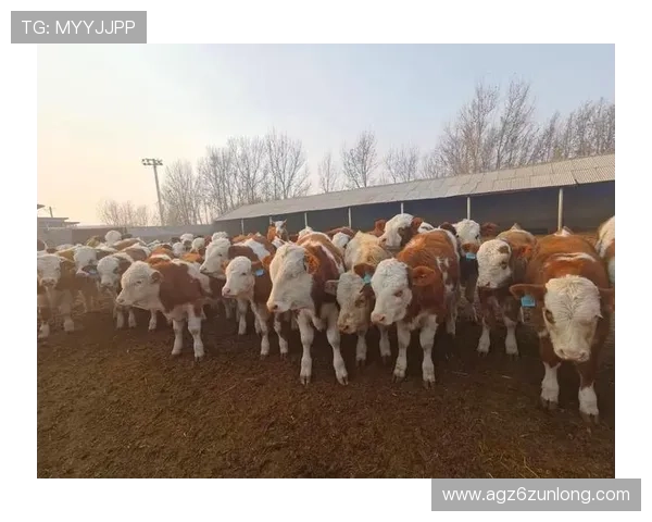 尊龙凯时人生app提供哪些特色游戏内容，丰富多样的游戏类型满足不同玩家的娱乐需求